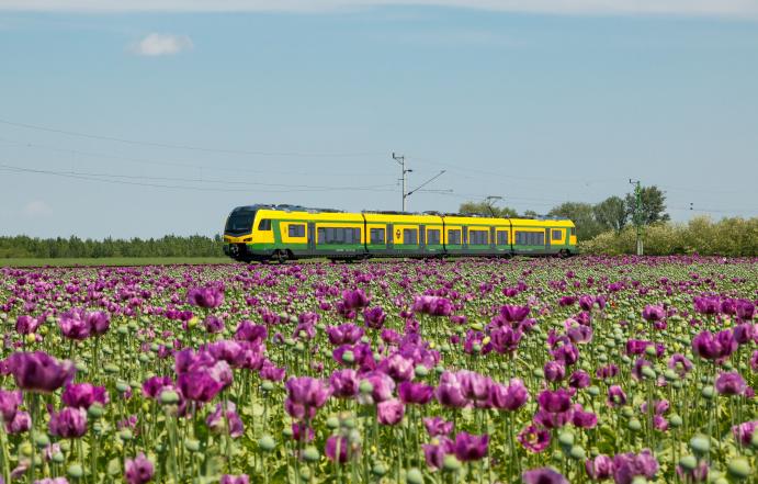 FLIRT3 motorvonat a mákvirág földön